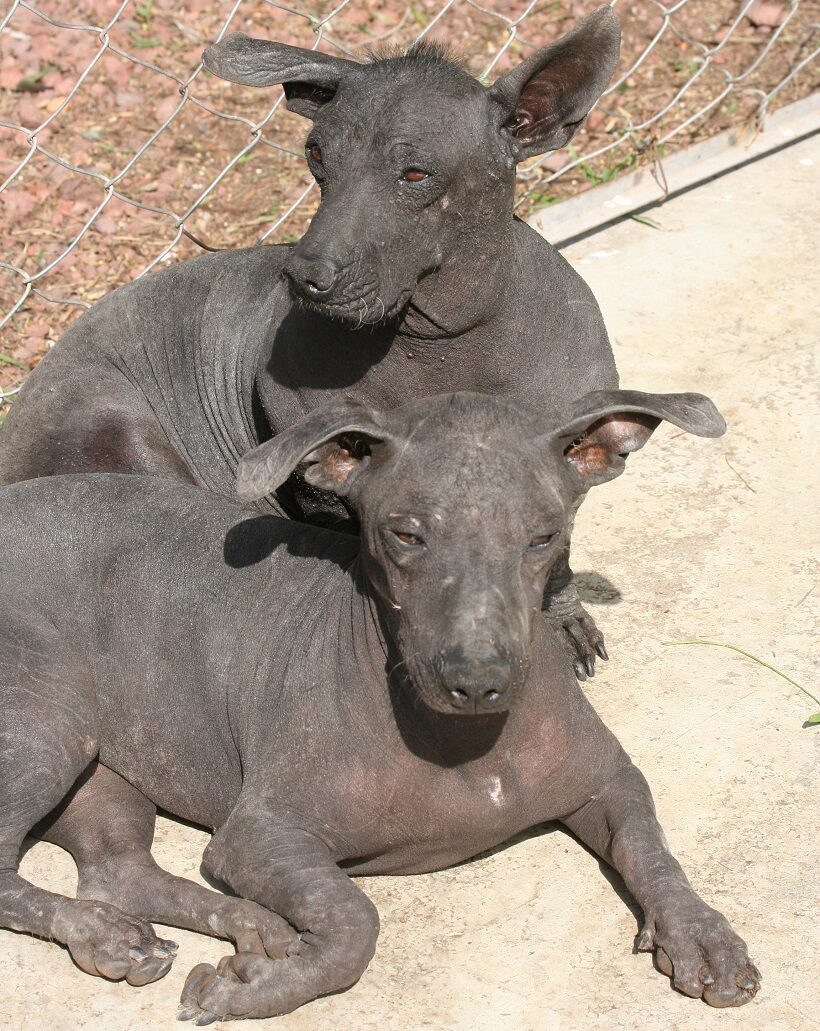 Soggetti di razza Xoloitzcuintle