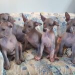 Xoloitzcuintle, quell’antichissimo cane nudo