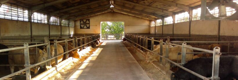 Allevamento di bovini da carne