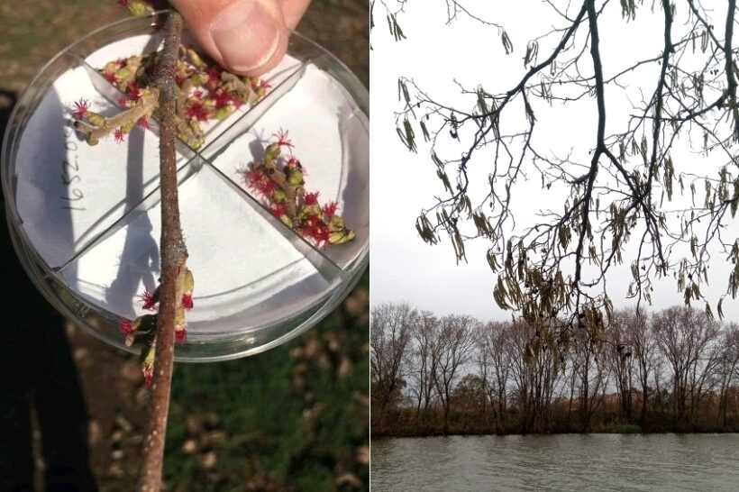 Fiori maschili e femminili