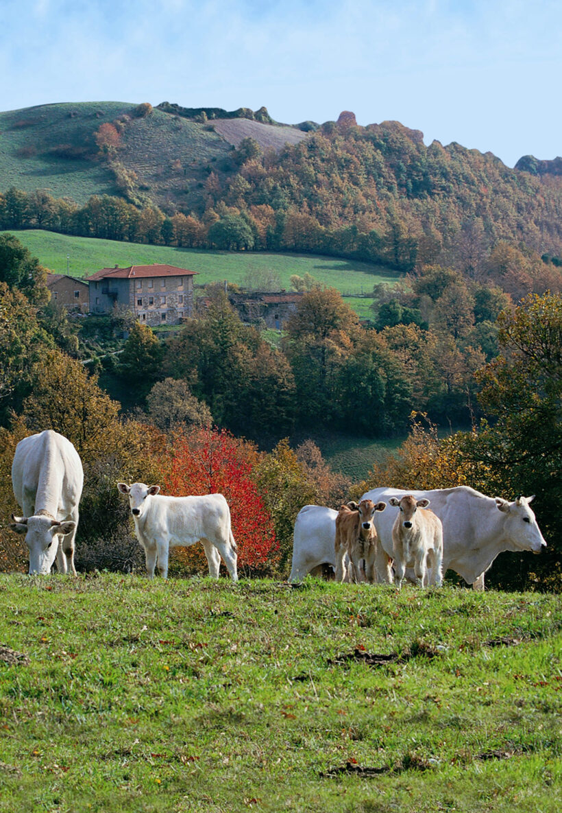 Bovini al pascolo