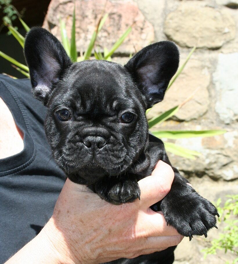 Cucciolo di Bouledogue