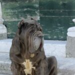 Mastino da guardia