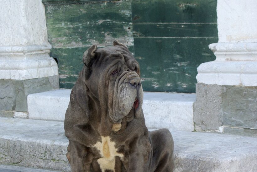 Mastino da guardia