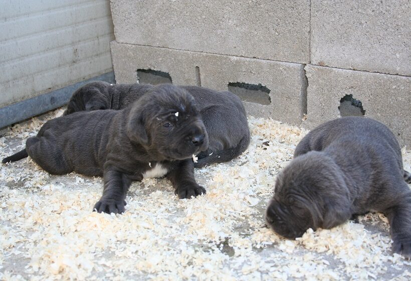 Cuccioli di Mastino Napoletano