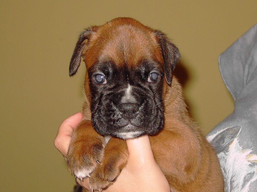 Cucciolo di Boxer