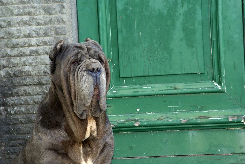 Femmina di Mastino napoletano