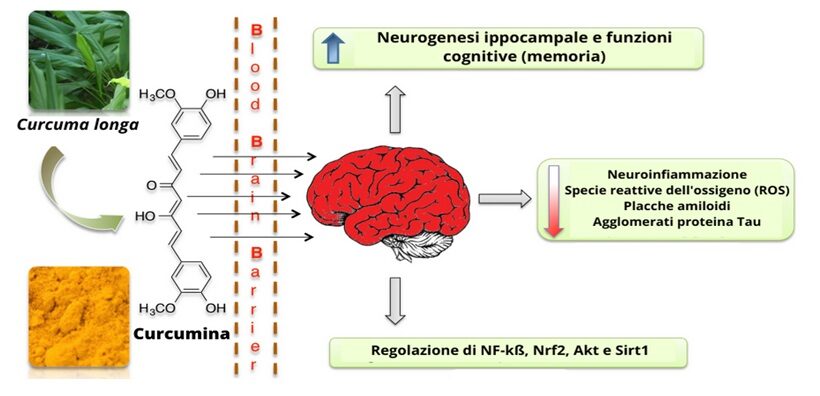 Efficacia della curcuma