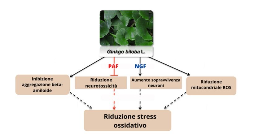 Potete del Ginko biloba