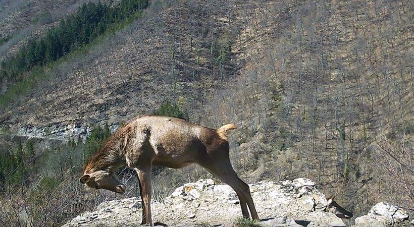 Animali selvatici con fototrappola