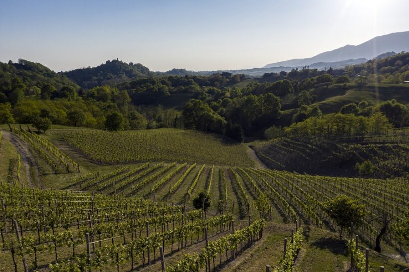 Vigneto Asolo Prosecco