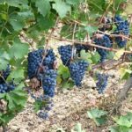 Valutazione agronomica di 4 nuovi portainnesti di vite in un ambiente del “Chianti Classico”