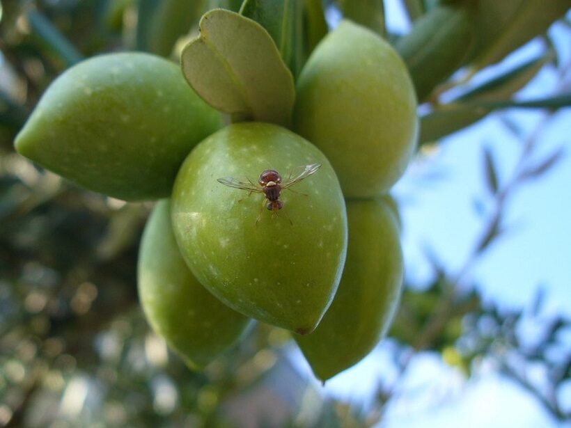 Mosca dell'olivo
