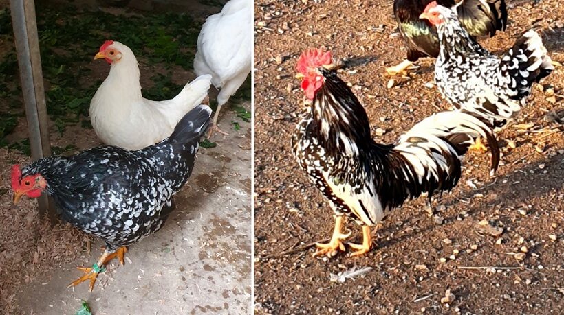 Gallina nera picchiettata bianca