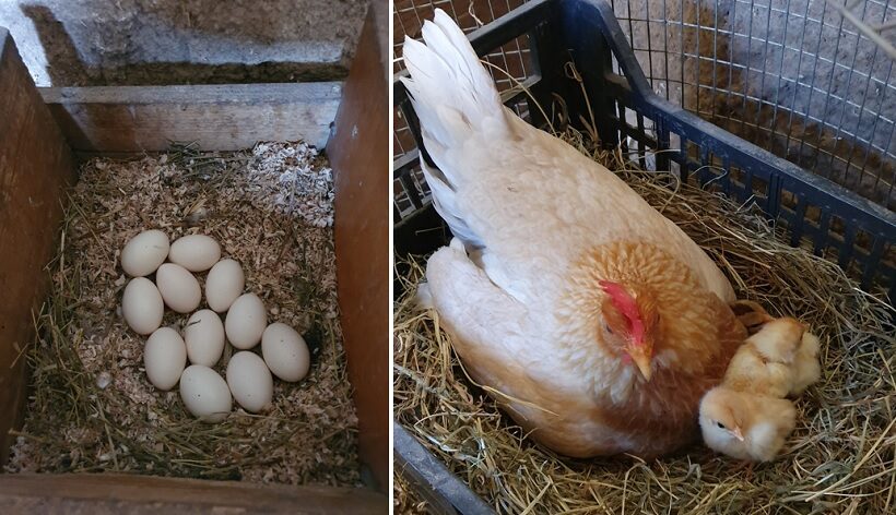 Uova di Mericanel nel nido – Chioccia Pile con pulcini appena schiusi