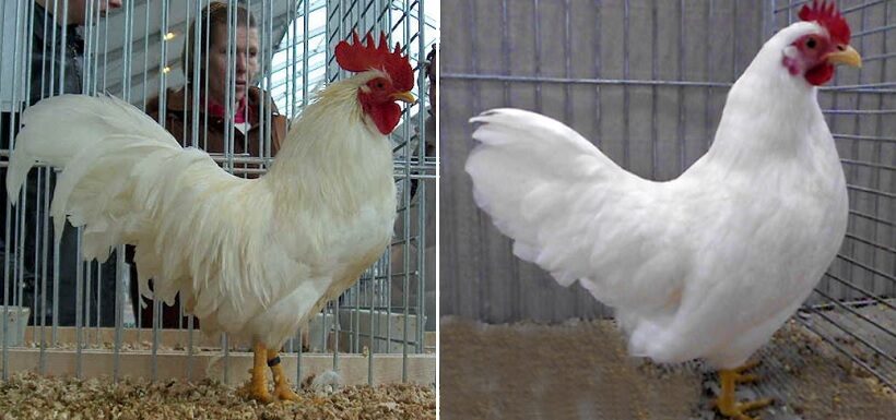 Gallo e gallina