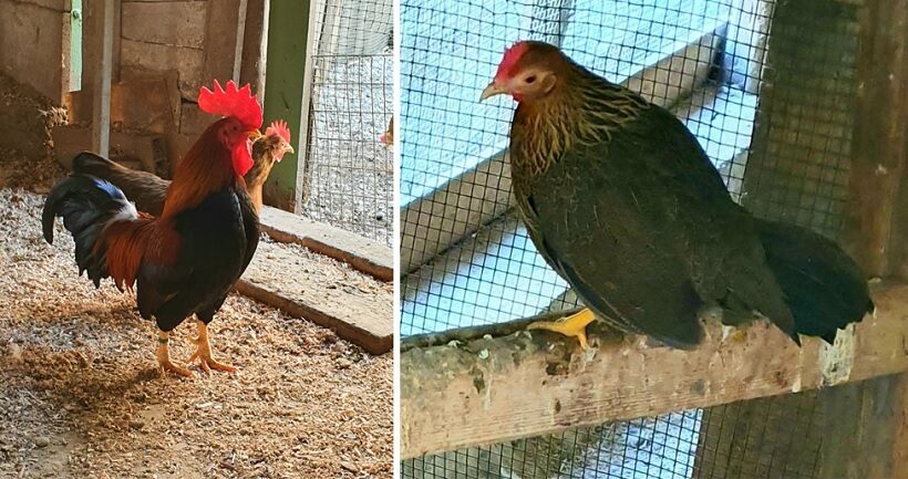 Gallo e gallina