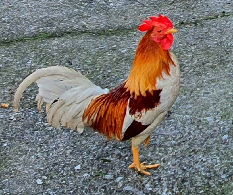 Gallo collo oro