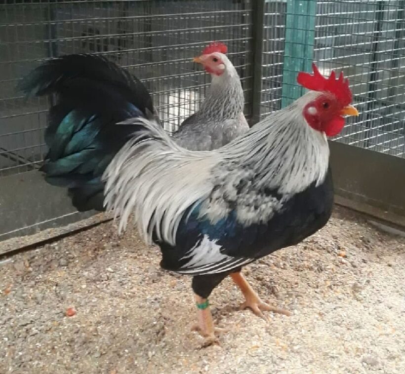 Gallo collo argento