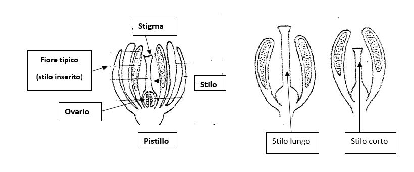 Fiore pomodoro