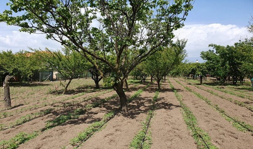 Pomodoro Corbarino