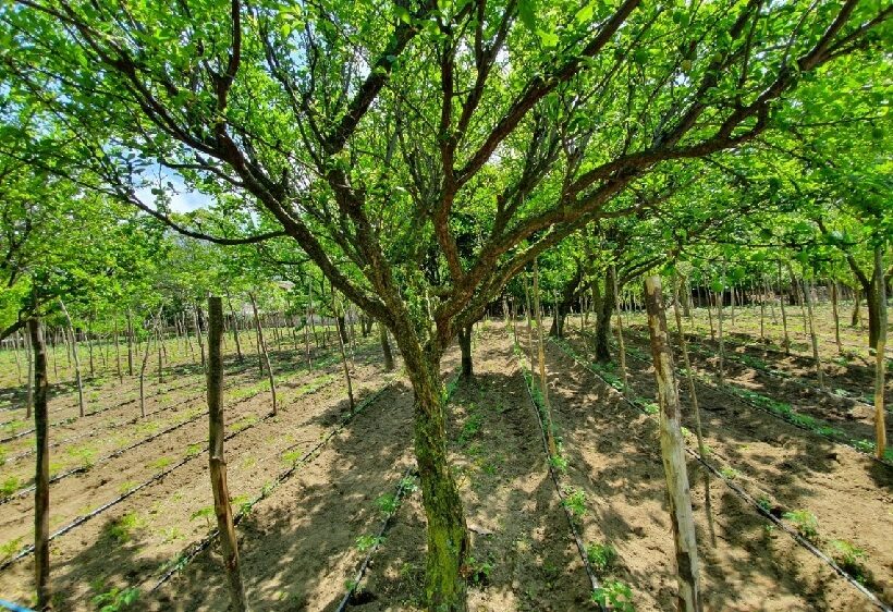 Piante di corbarino