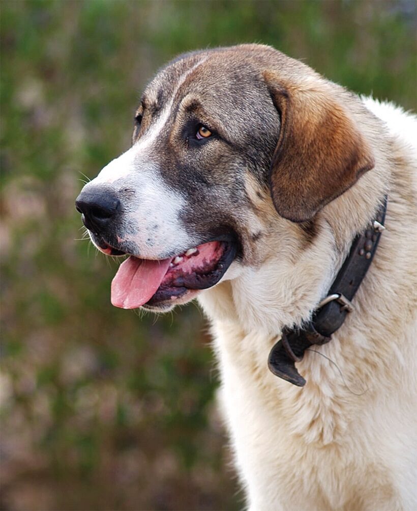 Cão de Gado Transmontano 