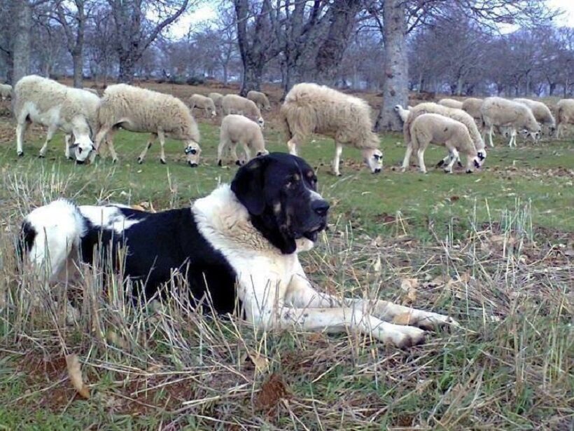 Cão de Gado Transmontano che sorveglia il gregge 