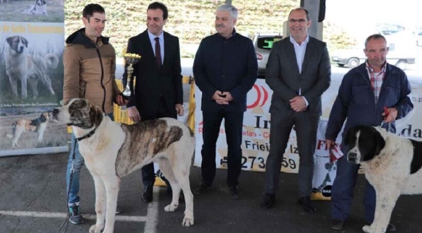 Expo Monográfica de Cão do Gado Transmontano 