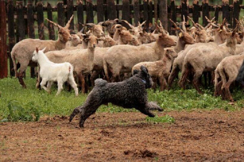 Pumi e gregge
