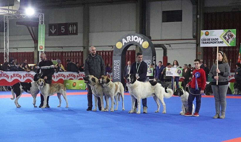 Gruppo di Cão de Gado Transmontano 