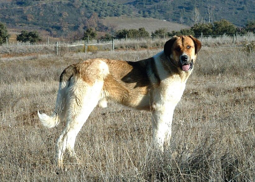 Maschio di Cão de Gado Transmontano 