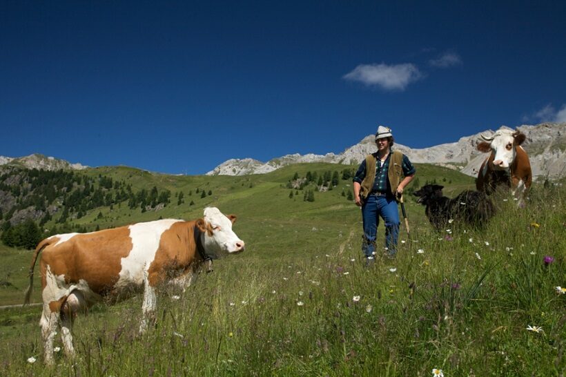 Pascoli in Val di Fassa