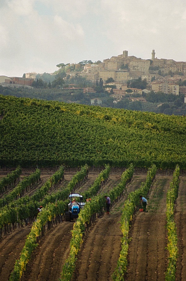 Vigna in vendemmia Montepulciano