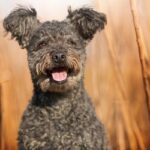 PUMI, quello splendido “Cane koala”