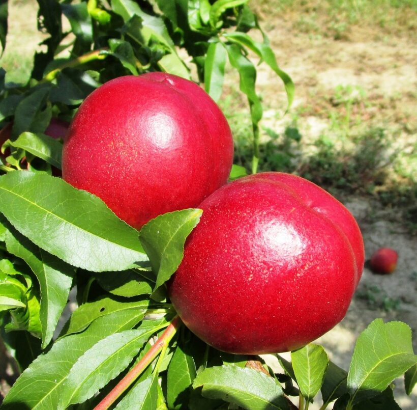 Nettarina Dulcior