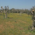 Puglia: un ecocidio incipiente