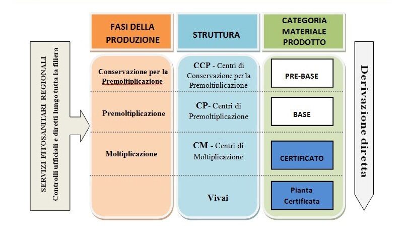 Fasi della produzione