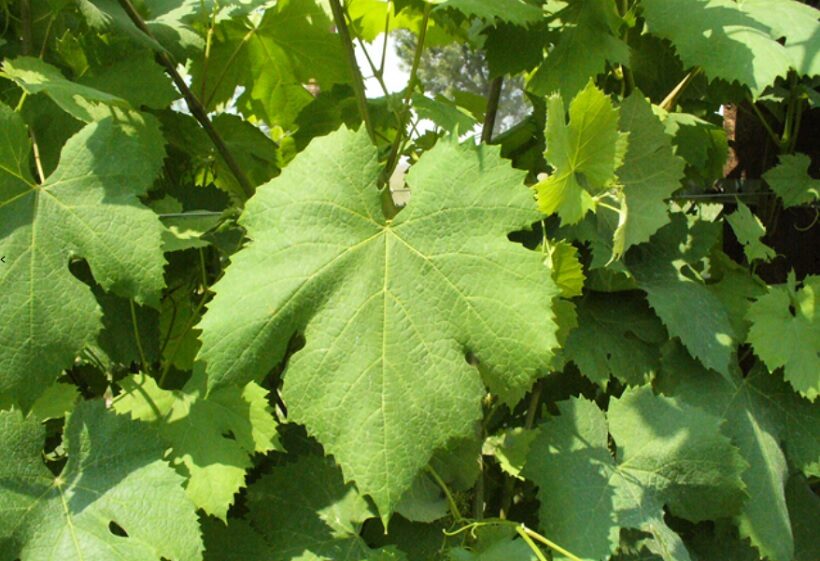 Foglie di Teroldego