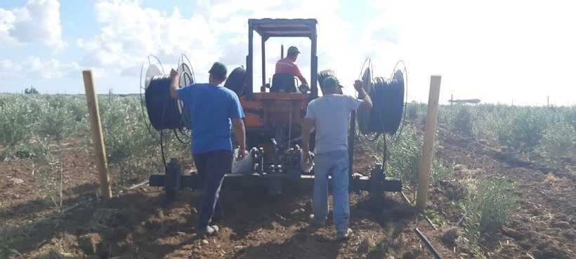 Sub irrigazione su oliveto