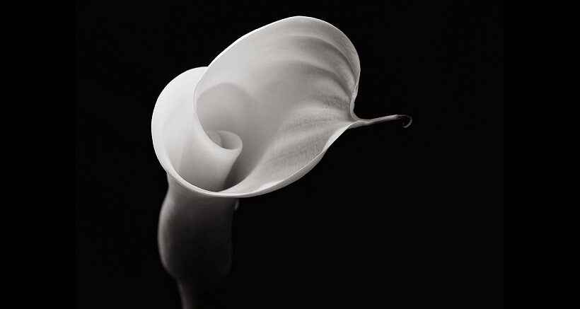 Robert Mapplethorpe 