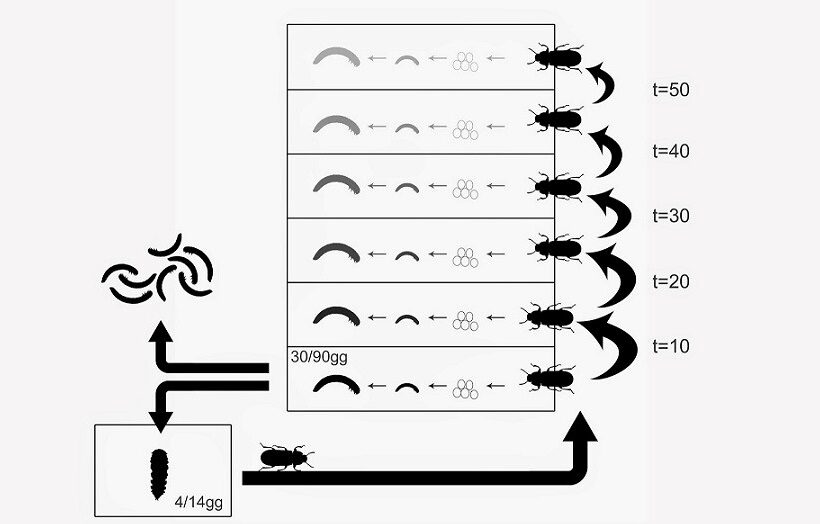 Ciclo biologico insetti