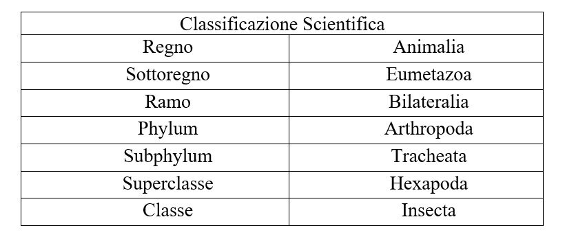 Classificazione insetti