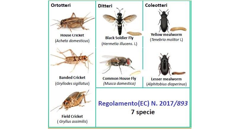Classificazione insetti
