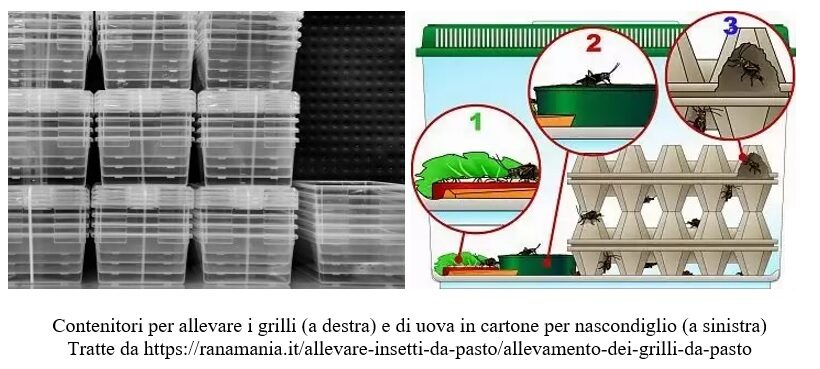 Allevamento grilli