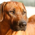 Il Rhodesian Ridgeback