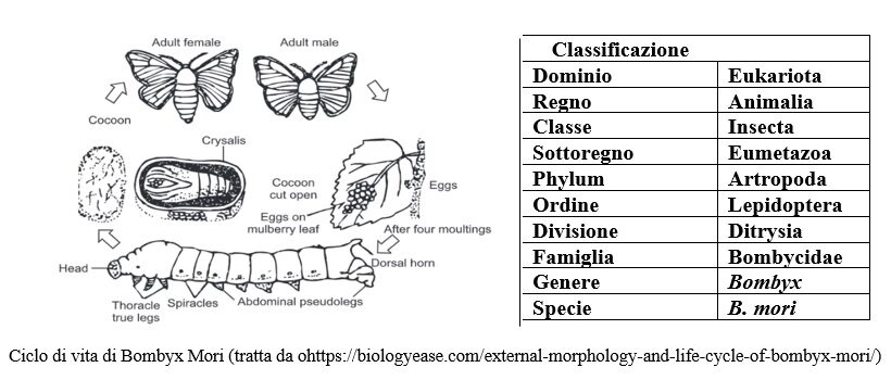 Ciclo biologico