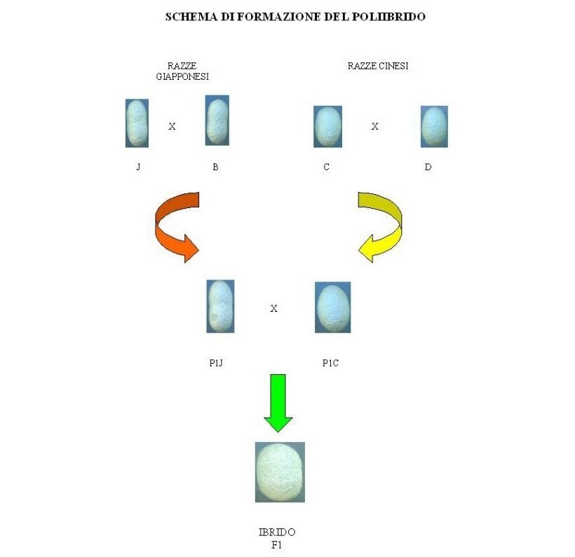 Schema di formazione