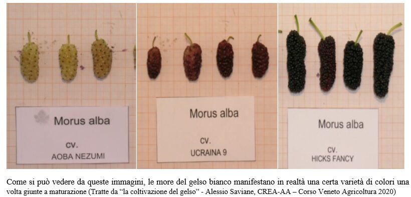 Stadi di maturazione delle more di Gelso