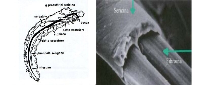 Morfologia della larva